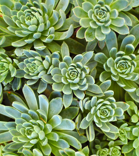 Green succulent deals