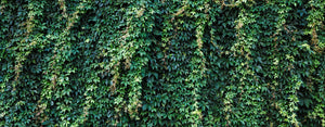 overgrowth climbing ivy leaves nature wallpaper mural