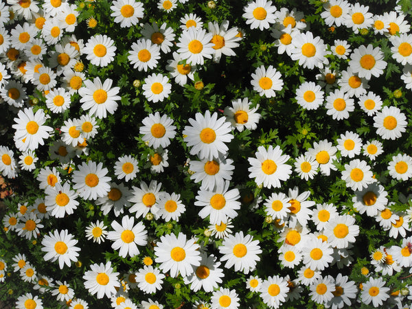 Overgrowth Common Daisies 2001117