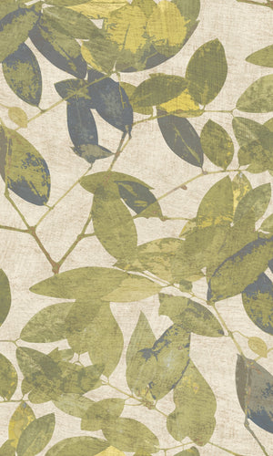 Herbarium Golden Green Beech HE27272