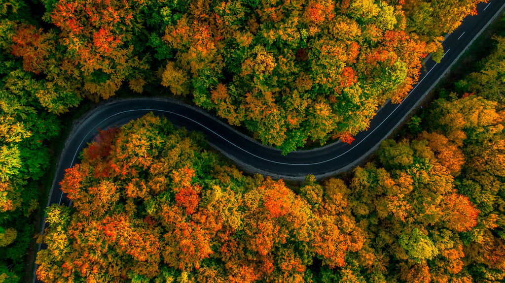 Aerial Views Driving Through an Autumn Forest 2001071