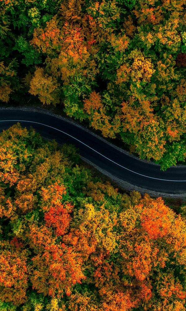 Aerial Views Driving Through an Autumn Forest 2001071