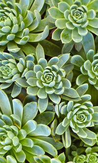 overgrowth succulents nature wallpaper mural