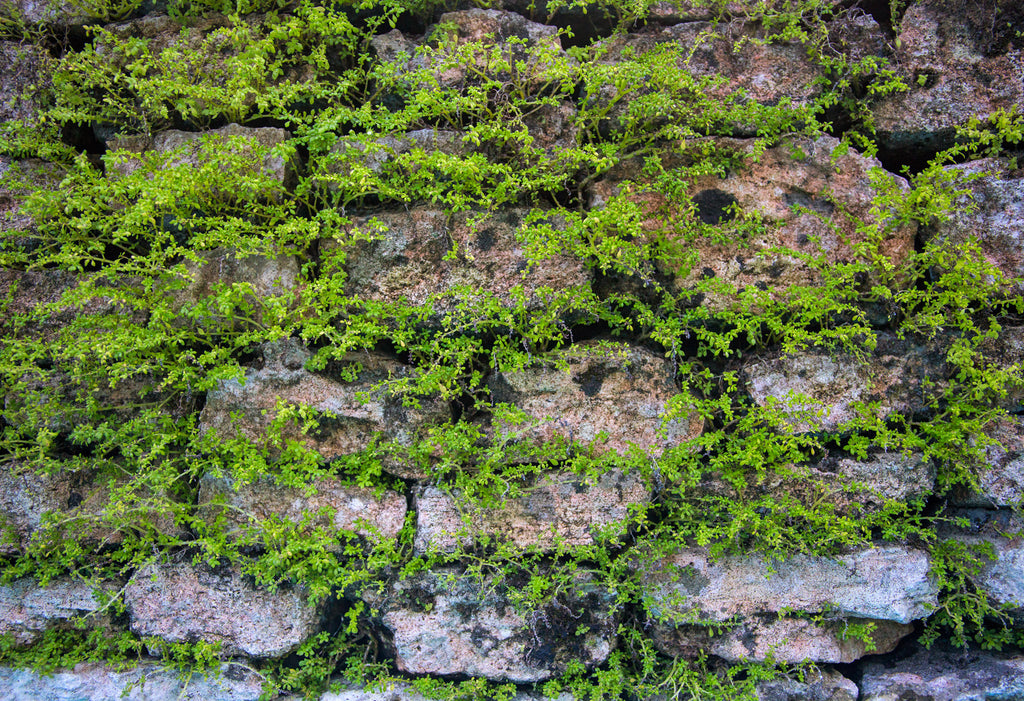 Overgrowth Mossy Stone 2001107