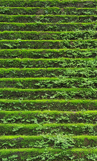 Overgrowth Mossy Steps 2001109