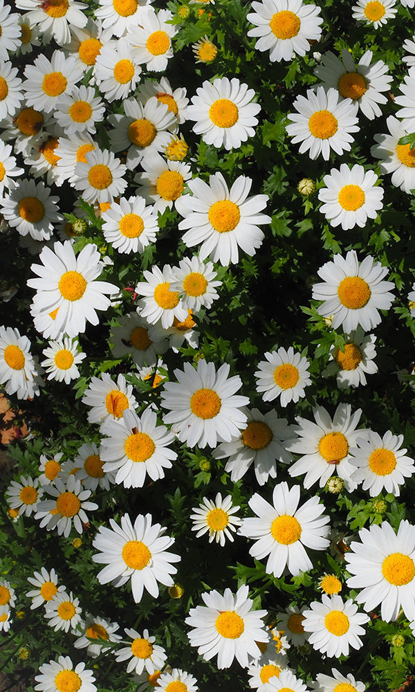 daisy wallpaper tumblr iphone