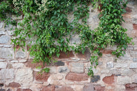 Overgrowth Ivy Brick 2001123