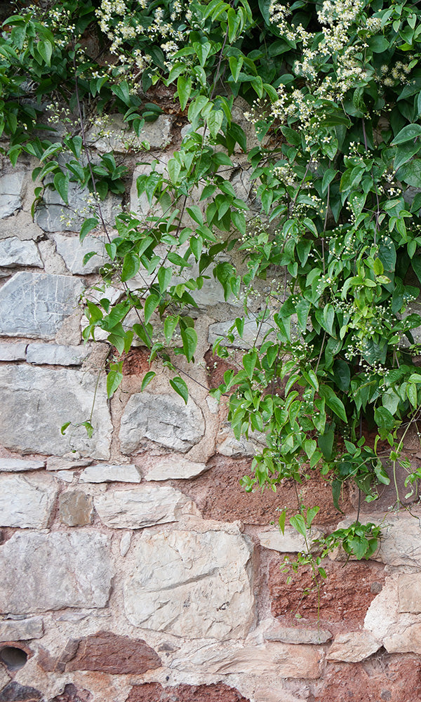 Overgrowth Ivy Brick 2001123