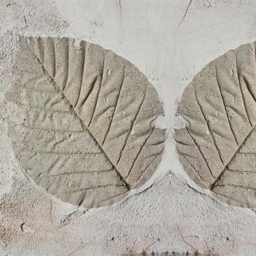 Quattro Fossil Wallpaper 457015